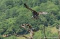 vautour-g91_6581