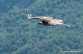 vautour-g91_6586