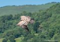 vautour-g91_6600