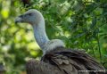 vautour-g91_6603