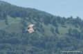 vautour-g91_6613