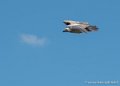 vautour-g91_6617