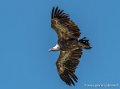 vautour-g91_6620