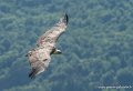 vautour-g91_6623