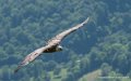 vautour-g91_6625