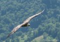 vautour-g91_6626