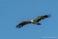 vautour-g91_6627