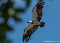 vautour-g91_6629