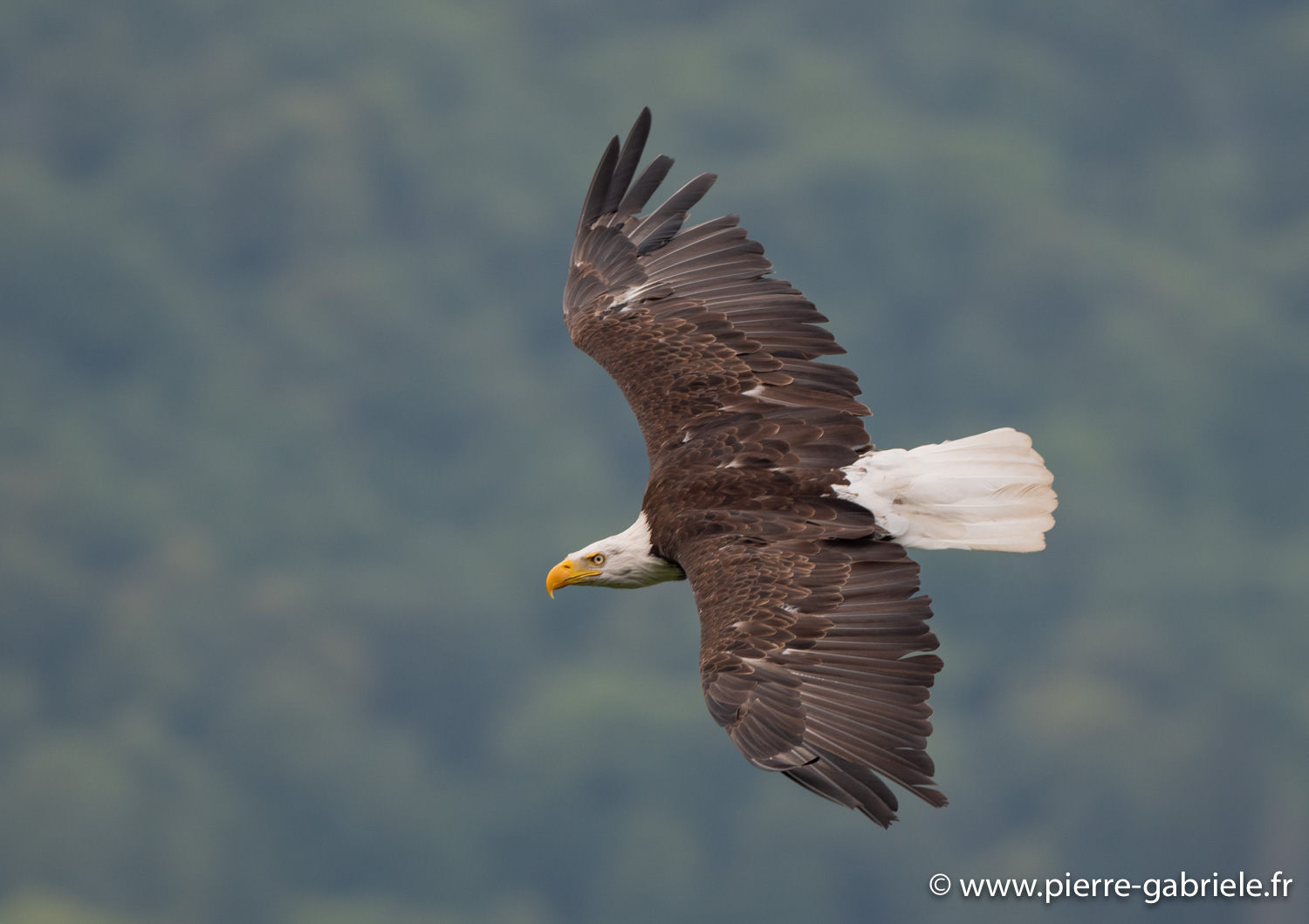 pygargue-g93_4439.jpg