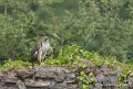 buse-tricolore-g93_4521