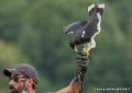 caracara-g93_4517