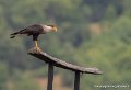 caracara-g93_4520