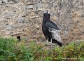 condor-g93_4555