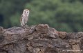 effraie-g93_4529