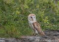 effraie-g93_4533