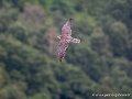 faucon-g93_4490
