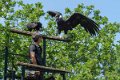 condor-gh6_3519