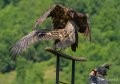 gypaete-vautour-gh6_3510