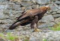 aigle-royal-gh6_3374