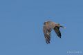 faucon-g9_3285