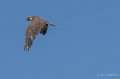 faucon-g9_3286