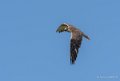 faucon-g9_3287