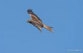 milan-gh6_3460