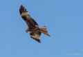 milan-gh6_3525