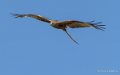 milan-royal-g9_3297