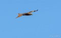 milan-royal-g9_3303