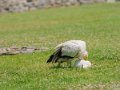 percnoptere-gh6_3428