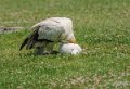percnoptere-gh6_3429