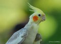 perroquet-decorella-gh6_3549