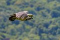 vautour-gh6_3535