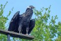 condor-gh6_5667