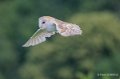 effraie-gh7_2175-topaz