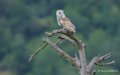 effraie-gh7_2184-topaz