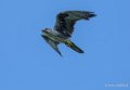faucon-gh7_2134-topaz