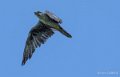 faucon-gh7_2135-topaz