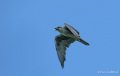 faucon-gh7_2138-topaz