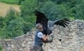 condor-gh6_5682