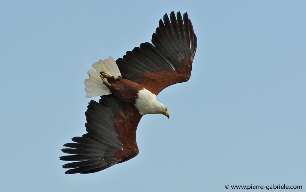 pygargue_9046.jpg
