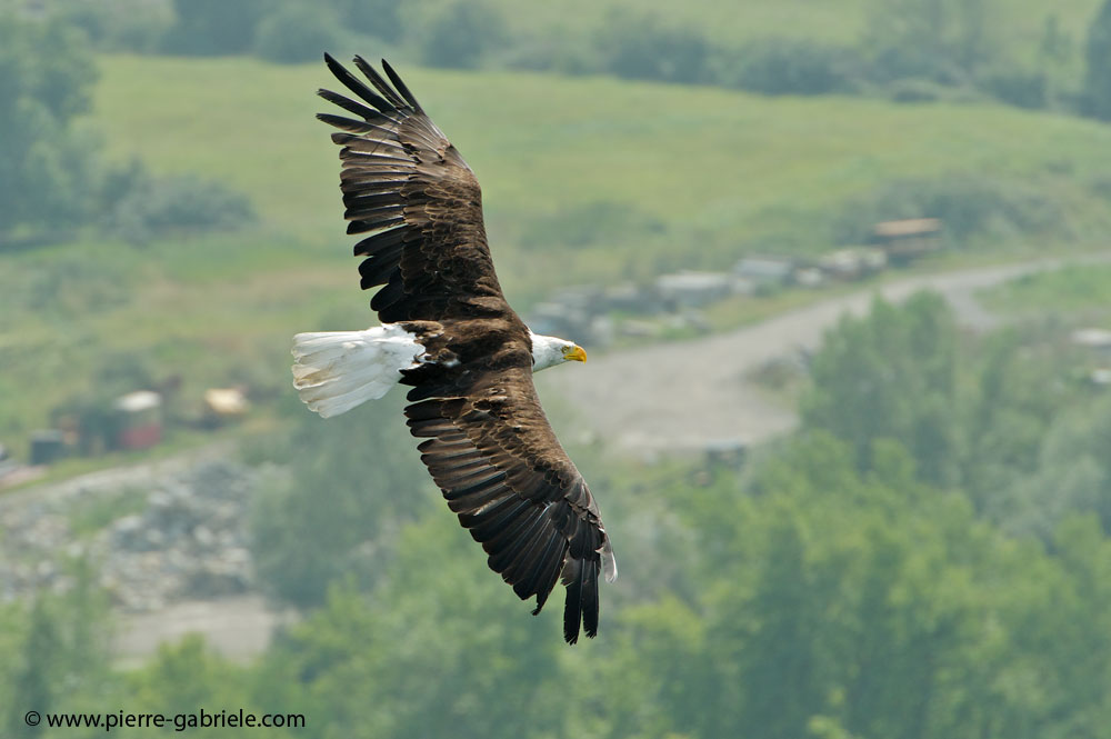 pygargue_9167.jpg