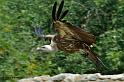 vautour_9103
