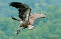 vautour_9109
