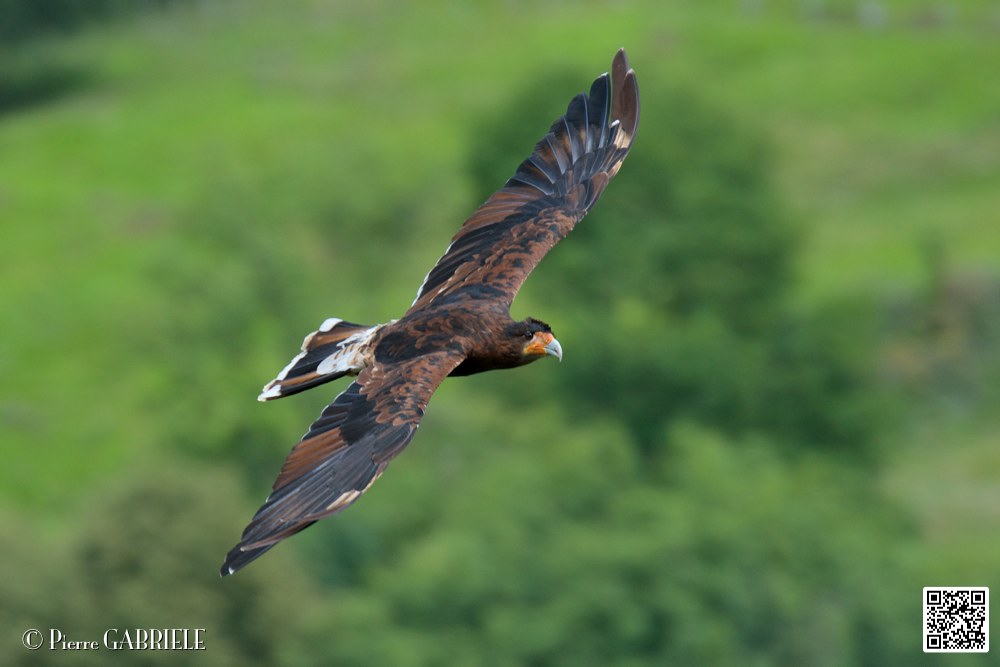 caracara_5792.jpg