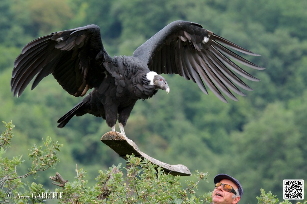 condor_5855.jpg