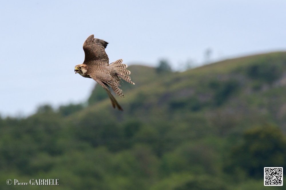 faucon_5771.jpg