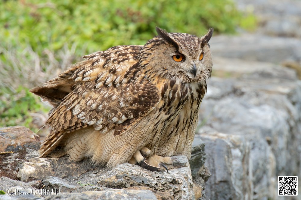 grand-duc_5839.jpg