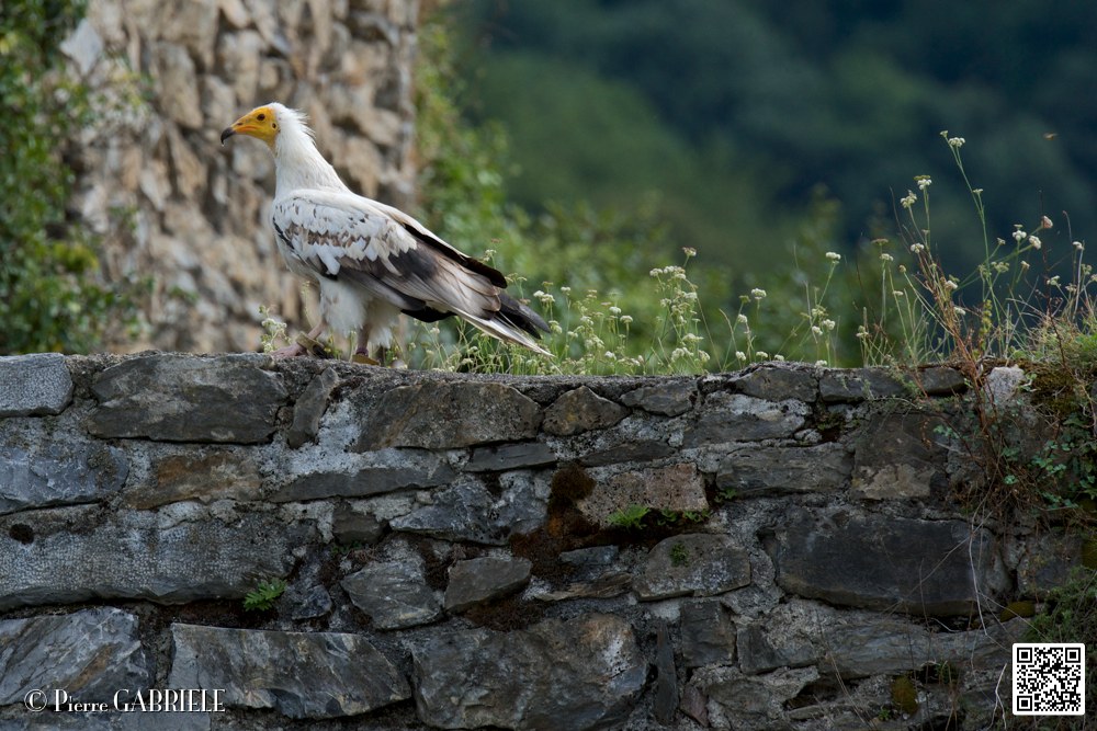 percnoptere_5788.jpg